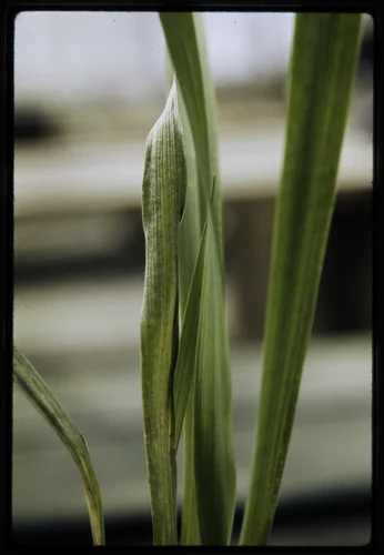 SMOG-DAMAGED PLANT AT THE STATEWIDE AIR POLLUTION RESEARCH CENTER, UNIVERSITY OF CALIFORNIA, PLANT WAS DAMAGED BY FUMIGATION WITH 1/2 PART PER MILLION OF OZONE FOR 3 HOURS