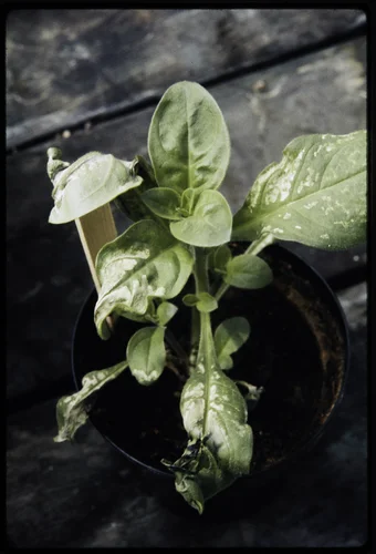 "SMOG-DAMAGED" PETUNIA AT THE STATEWIDE AIR POLLUTION RESEARCH CENTER