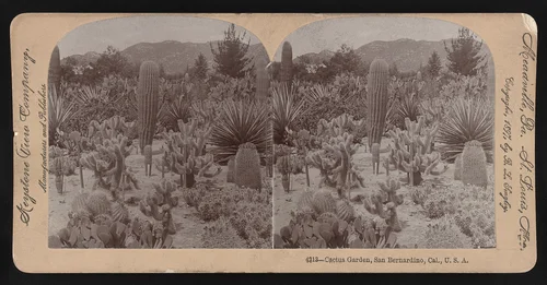 Cactus garden, San Bernadino Valley, Cal., U.S.A.