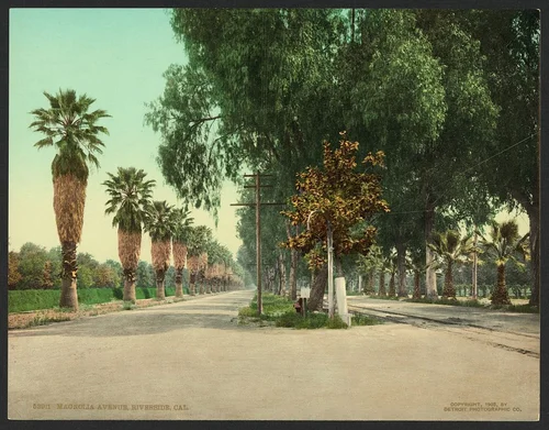 Magnolia Avenue