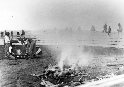 American Indians branding cattle
