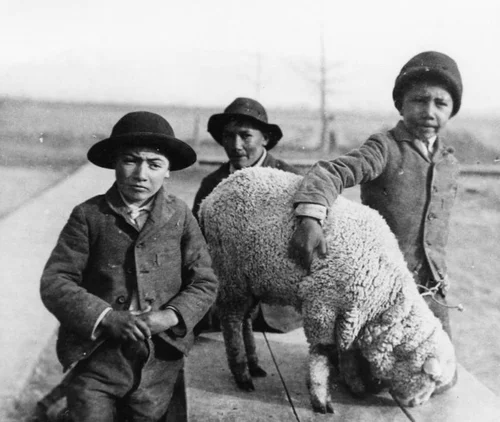 Boys with sheep